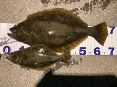 ヒラメの釣果