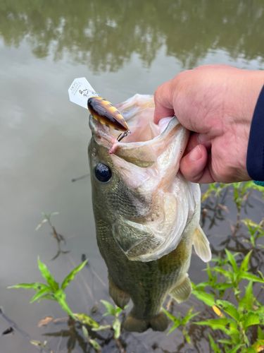ブラックバスの釣果
