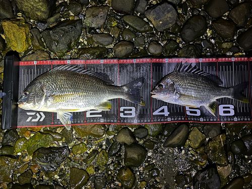 キビレの釣果