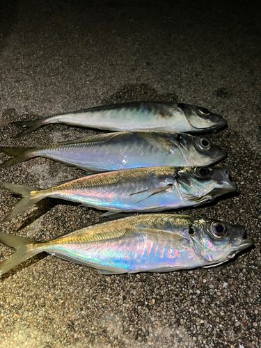 アジの釣果