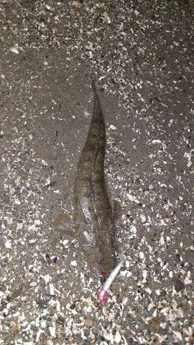 マゴチの釣果