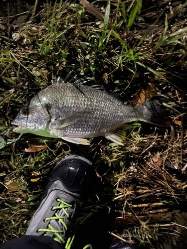 キビレの釣果