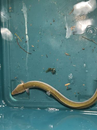 ウナギの釣果