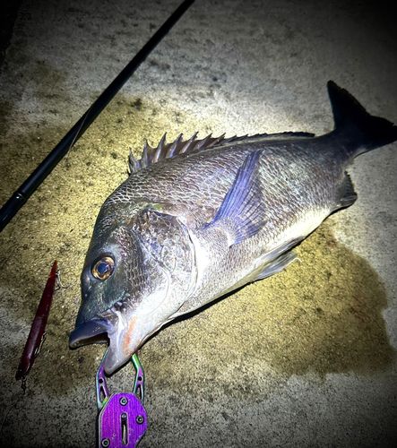 チヌの釣果