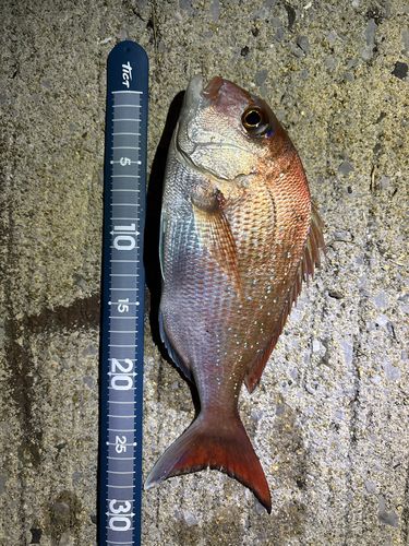 マダイの釣果