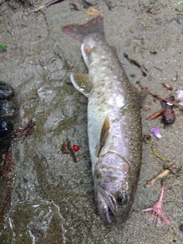 イワナの釣果