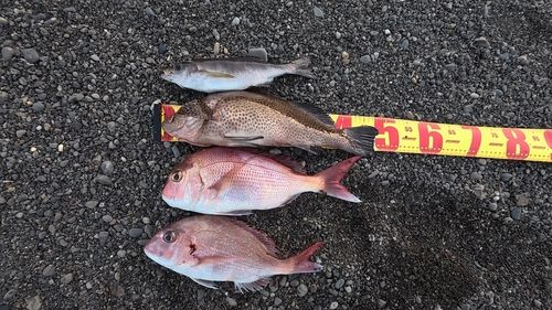 オオモンハタの釣果