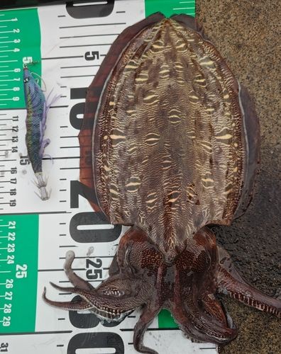 コウイカの釣果