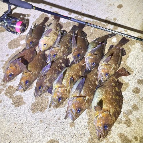 エゾメバルの釣果