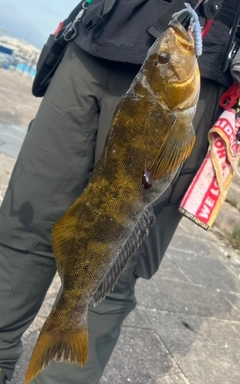 アブラコの釣果