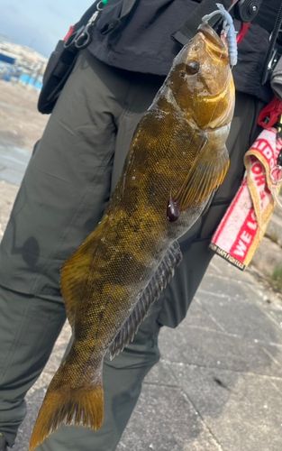 アブラコの釣果