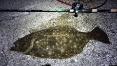 ヒラメの釣果