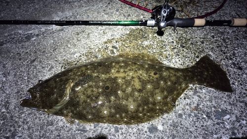 ヒラメの釣果