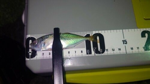 マアジの釣果