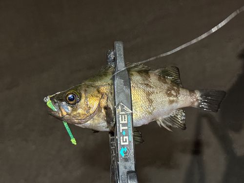 シロメバルの釣果