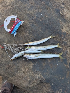 カマスの釣果