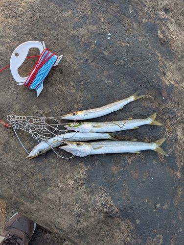カマスの釣果