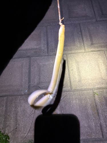 ウナギの釣果
