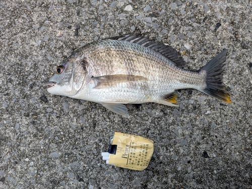 キビレの釣果
