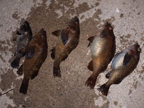エゾメバルの釣果