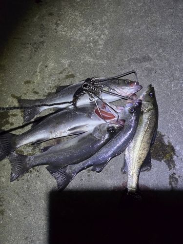 シーバスの釣果