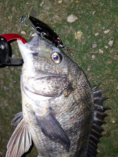 チヌの釣果
