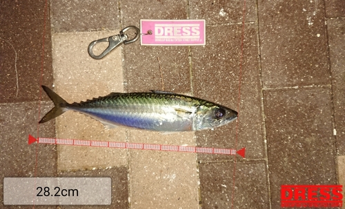 サバの釣果