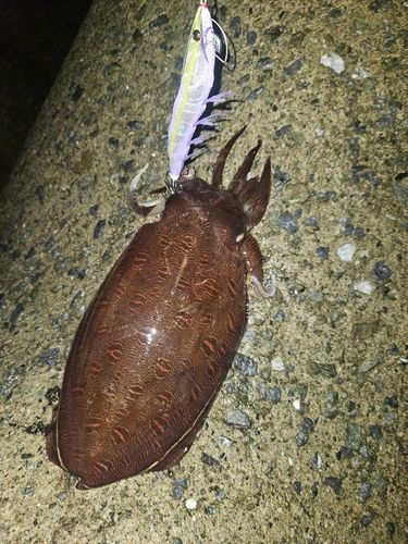 コウイカの釣果