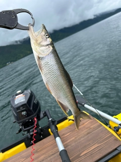 ハスの釣果