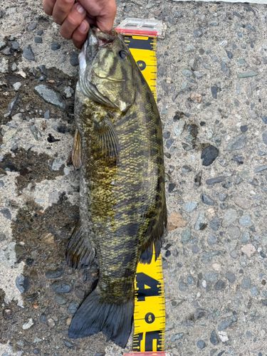 スモールマウスバスの釣果