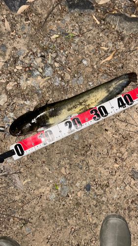ナマズの釣果