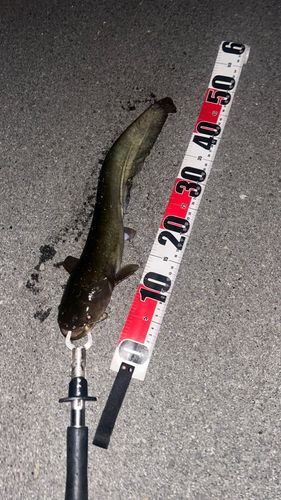 ナマズの釣果