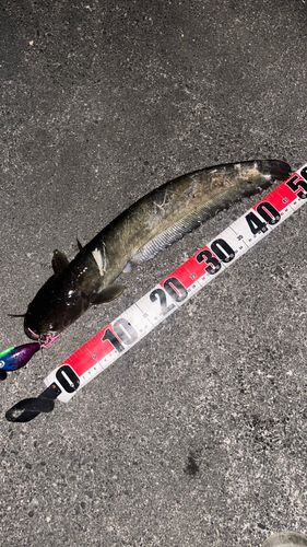 ナマズの釣果