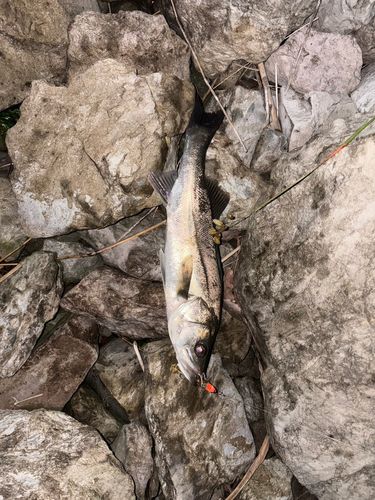 シーバスの釣果