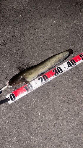 ナマズの釣果