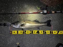 シーバスの釣果