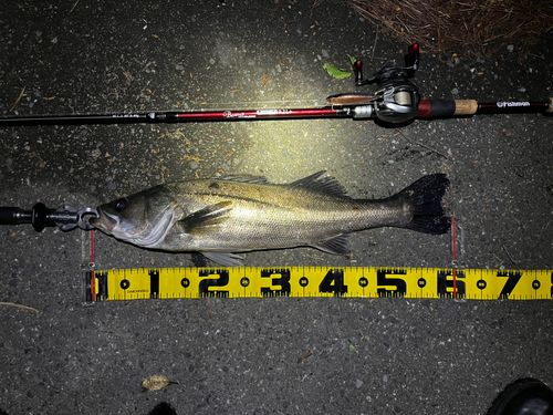 シーバスの釣果