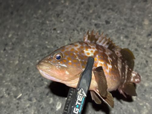 キジハタの釣果