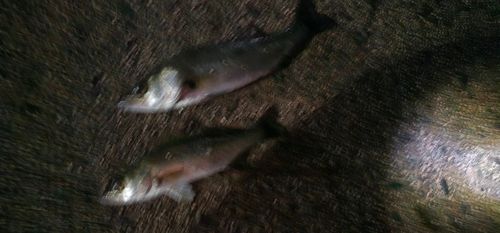 セイゴ（タイリクスズキ）の釣果