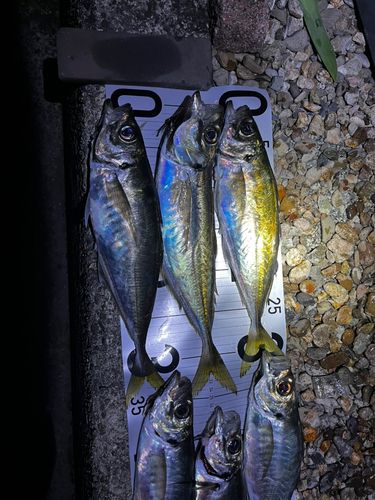 アジの釣果