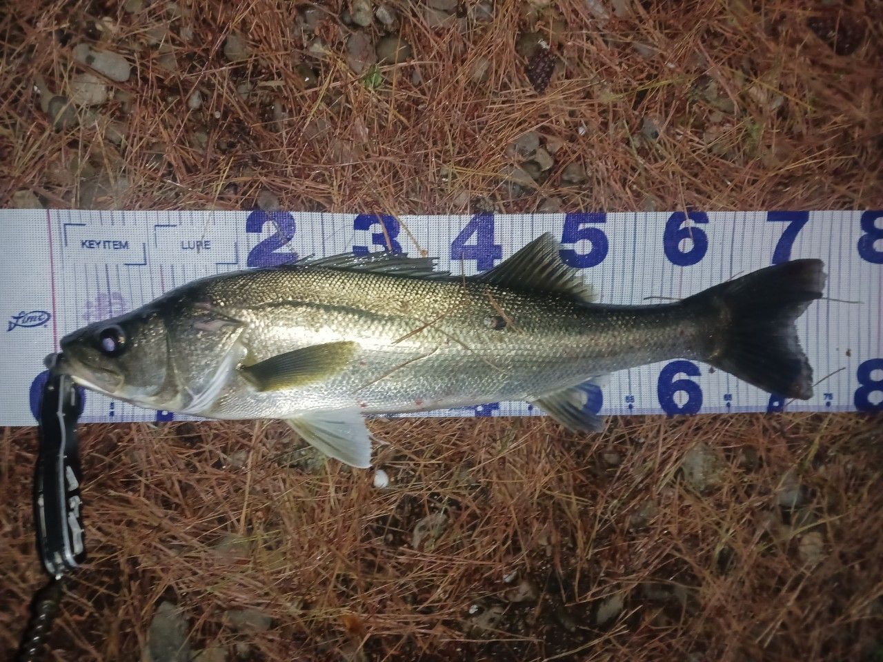 SHIMANO 17エクスセンス ∞ (インフィニティ) S906M&frasl;RFの最安値