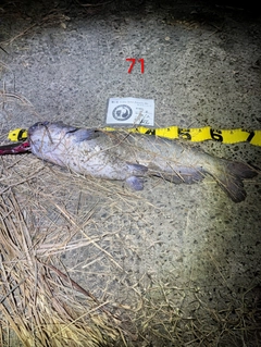 アメリカナマズの釣果