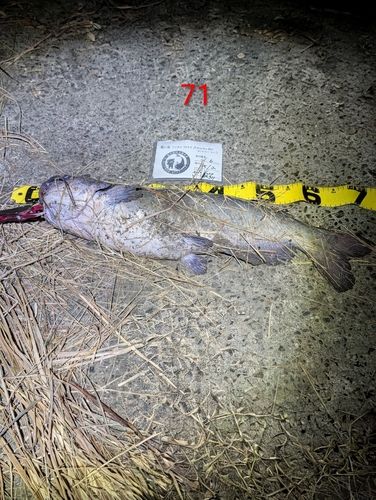 アメリカナマズの釣果