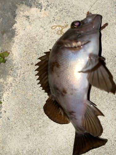 メバルの釣果