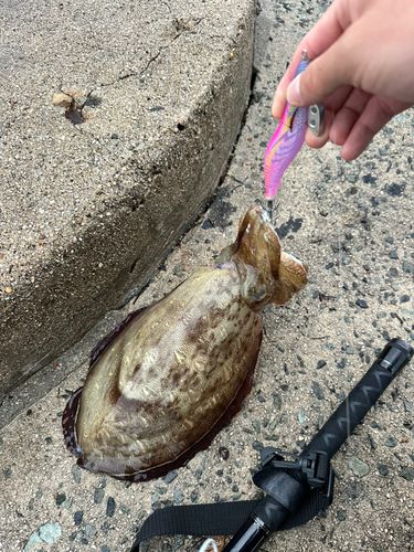コウイカの釣果