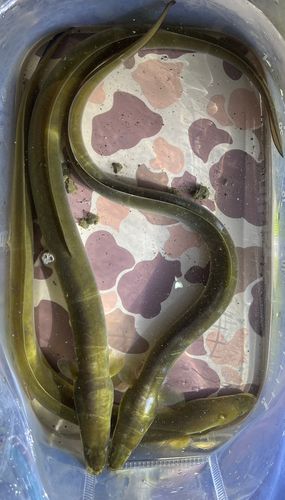 ウナギの釣果