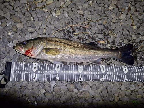 フッコ（マルスズキ）の釣果