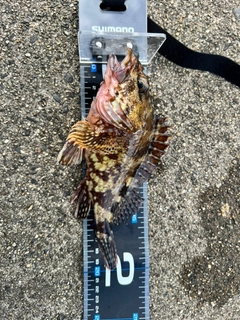 カサゴの釣果