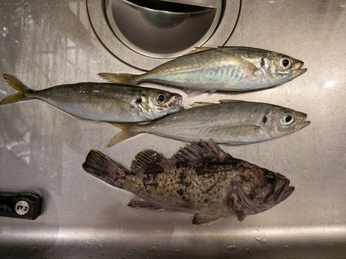 アジの釣果