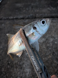 釣果